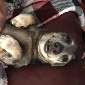 Meet your Posher, Abby